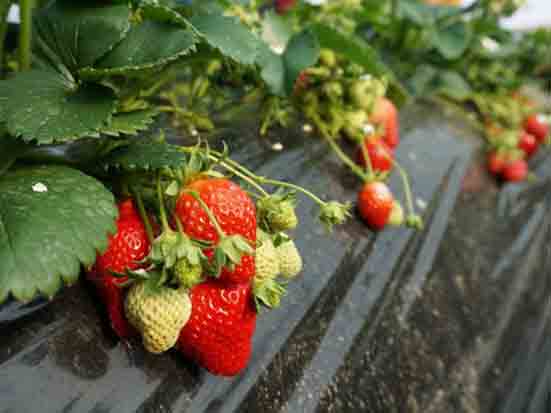農場(草莓)體驗記 - 上集