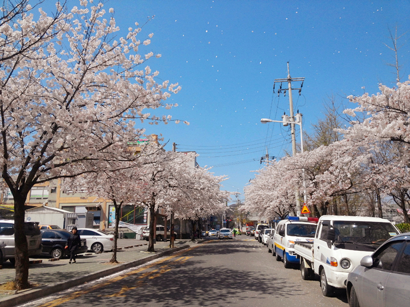 首爾以外！仁川也櫻花盛放！